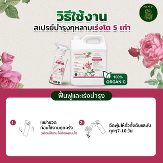Rosy บำรุงกุหลาบ [ฉลากชมพู 500 ML] เร่งดอก ดอกใหญ่ ฟื้นฟูเร่งด่วน แก้ต้นโทรม ธาตุอาหารครบถ้วนสำหรับกุหลาบ ปุ๋ยกุหลาบ