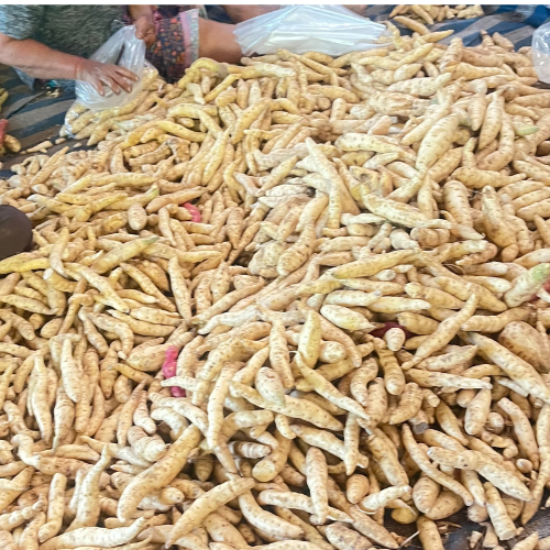 มันหวานญี่ปุ่นสายพันธุ์คุริโคกาเนะ ปลูกในไทย