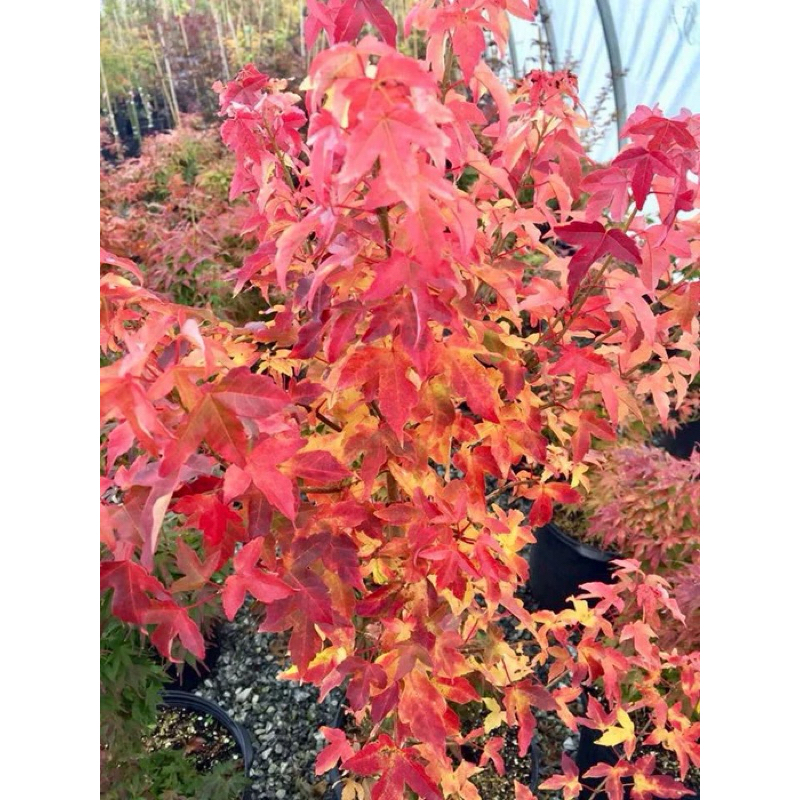 เมเปิ้ลพันธุ์ KEADE - トライデントメープル เลี้ยงง่ายแข็งแรงโตไวทนร้อนเป็นไม้เมล็ด KEADE MAPLE TREE