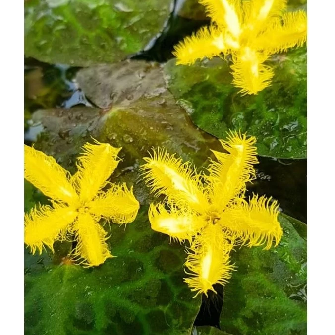 🌼บัวจิ๋วบาร์Yellow🌼สีเหลืองจัดจ้านสายมู.🌼ใบลายสวย🌼ดอกดกตลอดปี🌼เลี้ยงง่ายโตไว🌼สวยเต็มคาราเบล...เลัย🥰🌼🌼🌼