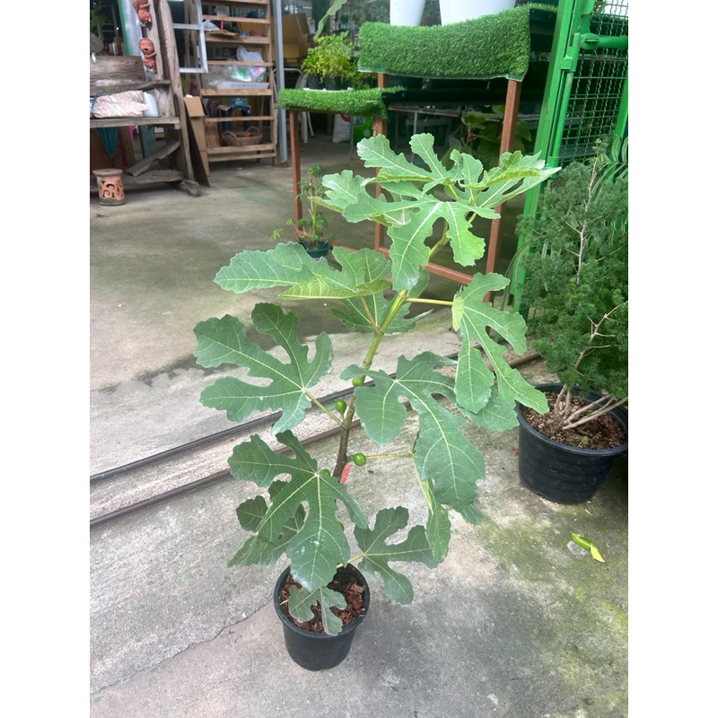 ต้นมะเดื่อฝรั่ง พันธ์แบล็คอิสราเอล (black israel figs tree in pot) สูง50-70กระถาง6“