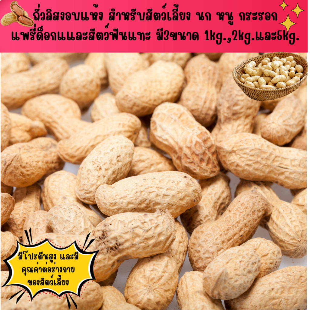 ถั่วลิสงอบแห้ง (ไทย/นอก)สำหรับ นก หนู กระรอก แพรี่ด็อกแและสัตว์ฟันแทะ มี3ขนาดให้เลือก1kg.,2kg.และ5kg. - รูปที่ 3