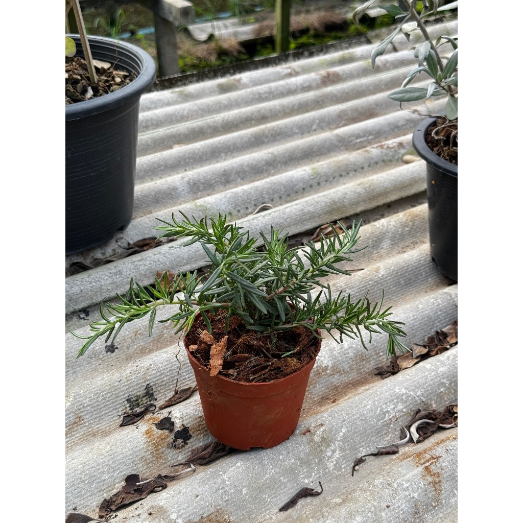 มุมมอง 4