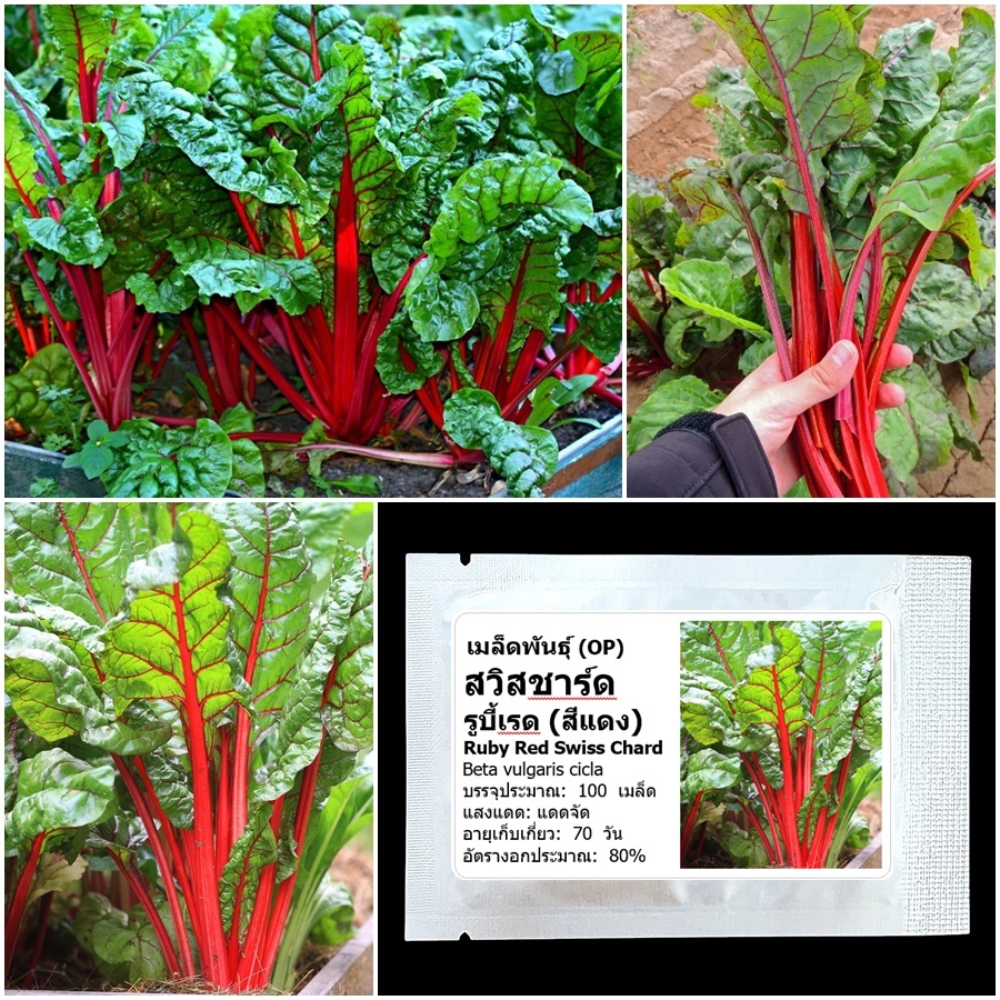 เมล็ดพันธุ์ สวิสชาร์ดสีแดง (Ruby Red Swiss Chard Seed) บรรจุ 100 เมล็ด คุณภาพดี ของแท้ 100%