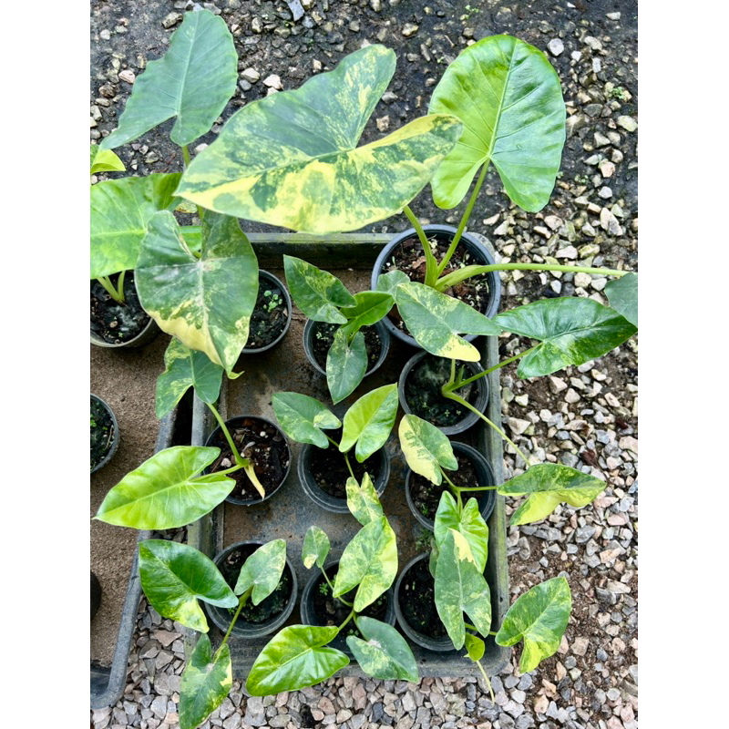 บอนกระดาดด่างเหลืองสวย