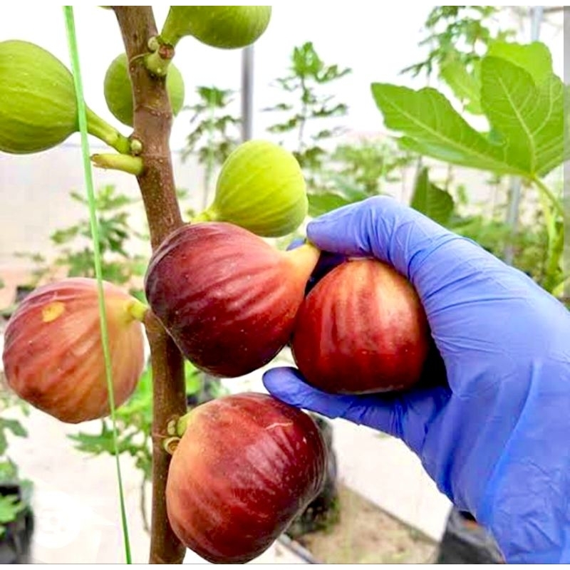 ต้นมะเดื่อฝรั่งพันธุ์ Brook Red เนื้อแดงเข้ม หวานจัด ผลผลิตสูง เหมาะกับคนปลูกจริงจังและสายทำสวน