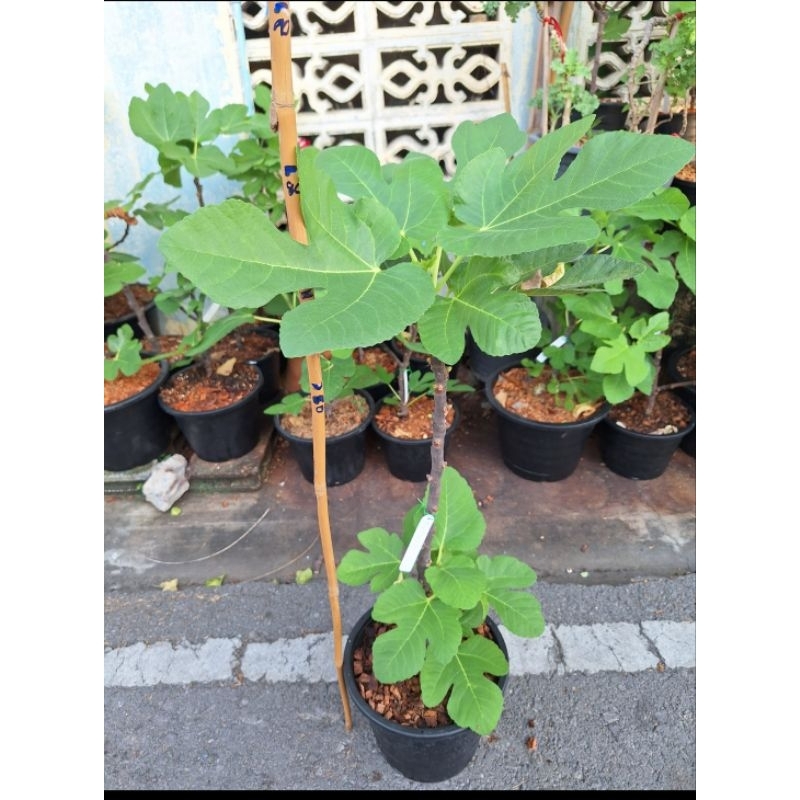 มะเดื่อฝรั่ง เนฟิอัค Nefiach /Tree Figs