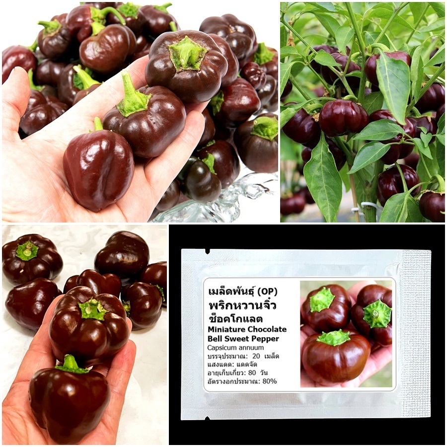 เมล็ดพันธุ์ พริกหวานจิ๋ว ช็อคโกแลต Miniature Chocolate Bell Sweet Pepper Seed 20 เมล็ด คุณภาพดี ของแท้ 100%
