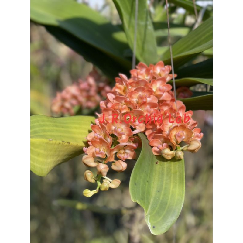 กล้วย.ไม้vวดสกุลช้ๅงส้ม