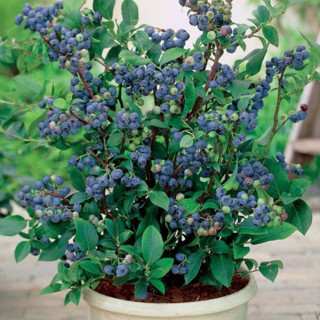Bangkok Botanics - ต้นบลูเบอร์รี่ นำเข้า สายพันธุ์เขตร้อน ปล…