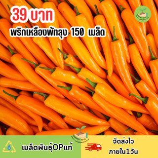 เมล็ดพันธุ์พริกเหลืองพัทลุง 150 เมล็ด