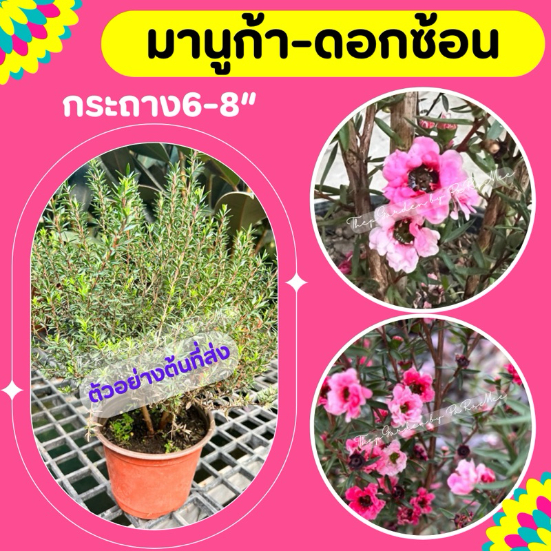 ต้นมานูก้า (Manuka) สีชมพูแดงดอกซ้อน กระถาง6-8”📍ทักแชทก่อนสั่งซื้อนะคะ