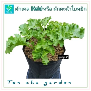 ต้นผักเคล (Kale) หรือ ผักคะน้าใบหยิก ปลูกในถุงเพาะชำ 6 นิ้ว ต้นใหญ่ พร้อมจัดส่ง