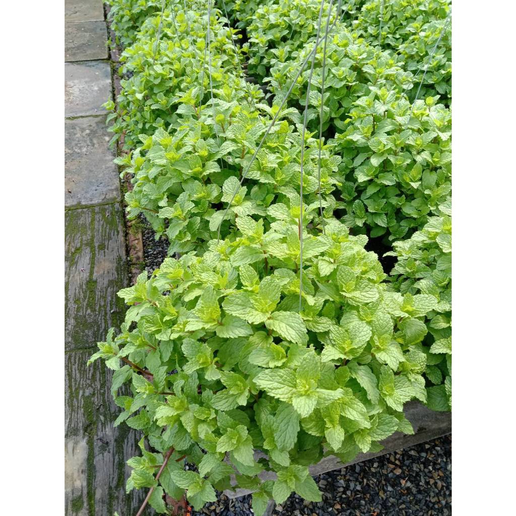 สะระแหน่ก่อแน่นๆ กระถาง8นิ้วและ5นิ้ว