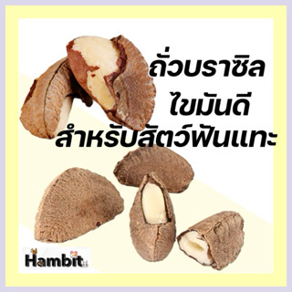 ถั่วบราซิลสำหรับสัตว์ฟันแทะ – อาหารเสริมเพื่อสุขภาพ 1 ลูก