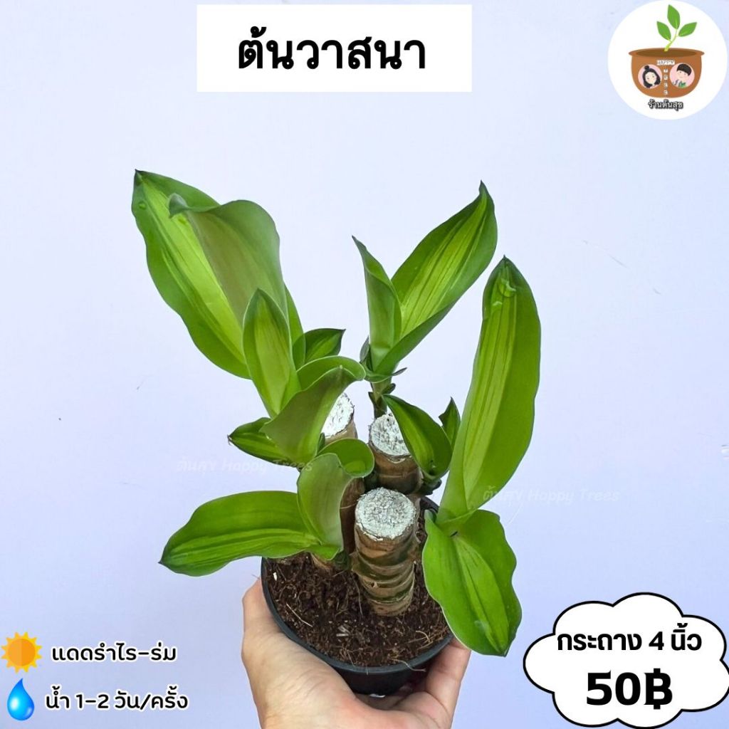ต้นวาสนา กระถาง 4 นิ้ว จัดส่ง 2 ต้นขึ้นไป คละแบบได้