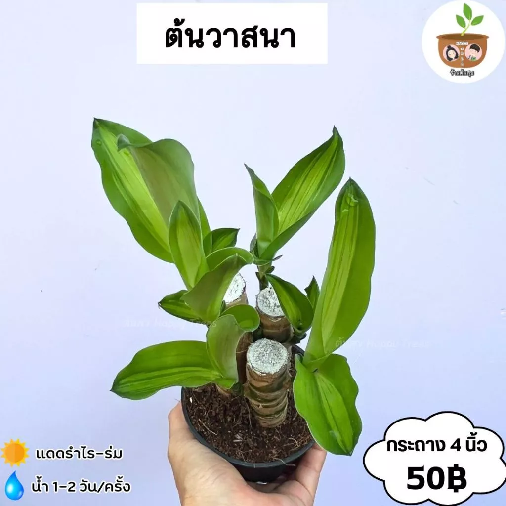 ต้นวาสนา กระถาง 4 นิ้ว จัดส่ง 2 ต้นขึ้นไป คละแบบได้
