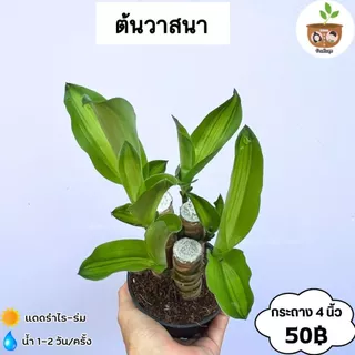 ต้นวาสนา กระถาง 4 นิ้ว จัดส่ง 2 ต้นขึ้นไป คละแบบได้