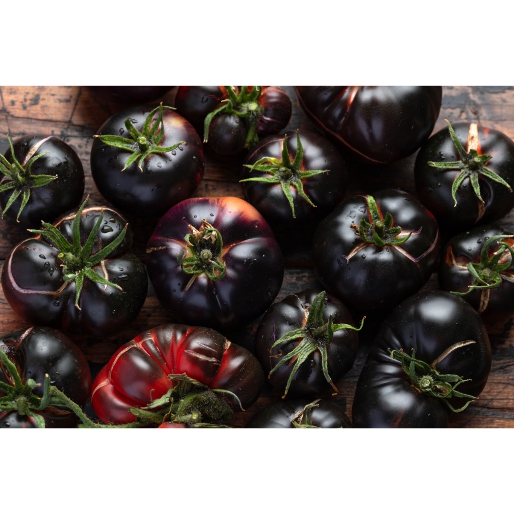 ต้นพันธุ์ มะเขือเทศดำ มะเขือเทศเชอรี่สีดำ ถุงดำพร้อมปลูก 29บาท  black tomato