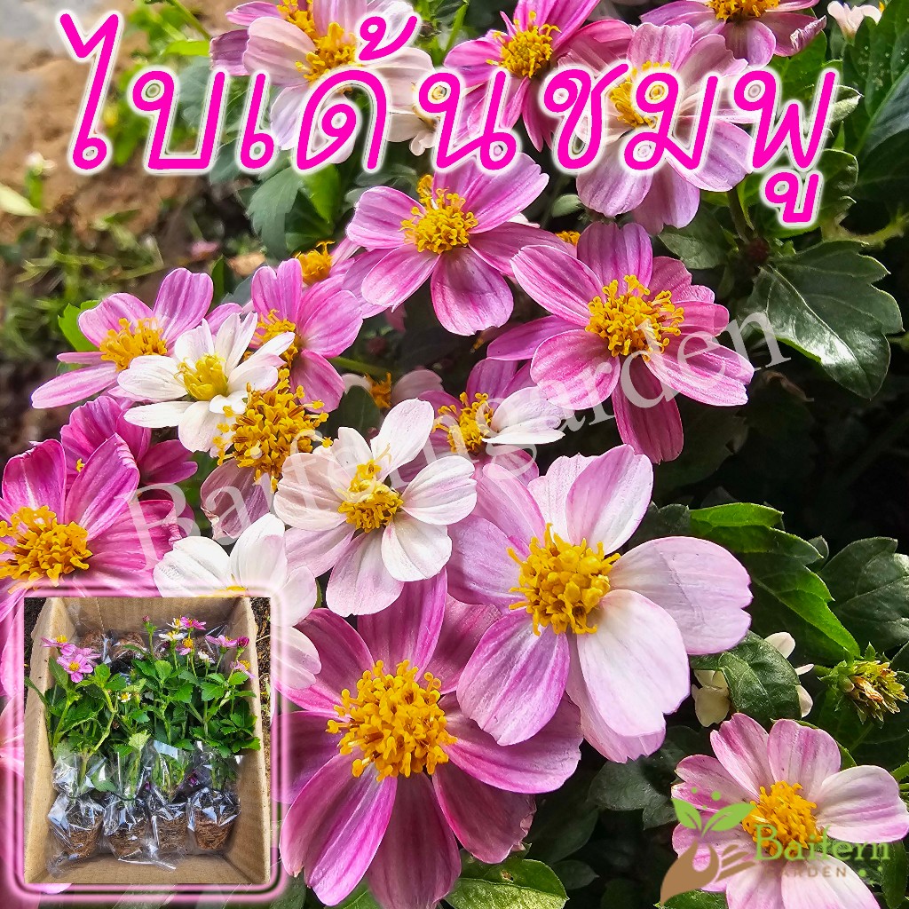 ต้นกล้าดอกไบเด้นส์ชมพู (Bidens Ferulifolia Pretty in Pink) ดอกไม้กินได้ รากเยอะพร้อมปลูกออกดอกตลอดทั้งปี
