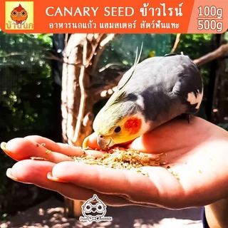 ข้าวไรน์ 100g / 250g / 500g อาหารนกแก้ว อาหารนก แฮมสเตอร์ สัตว์ฟันแทะ ธัญพืช ธัญพืชนก ข้าวไรย์ ข้าวไร