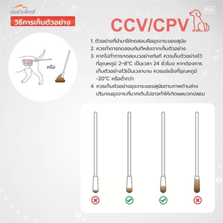 Aurapets (ออร่าเพ็ท) ชุดตรวจหาโรคทางเดินอาหาร Canine Corona Virus/Parvo Virus (CCV/CPV)