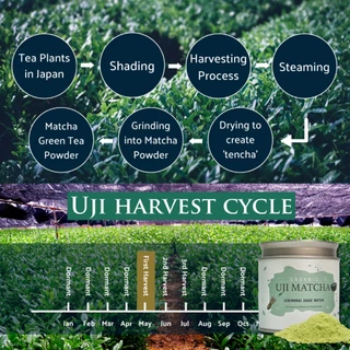 พร้อมส่ง 50g มัทฉะแท้จากเมือง UJI Tokyo ออแกนิก เกรดพิธีการ Ceremonial-grade Organic Certificate
