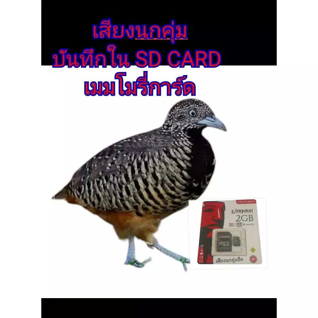 เสียงนกคุ่มนกคุ้มต่อบันทึกในSD CARDเมมโมรี่การ์ด