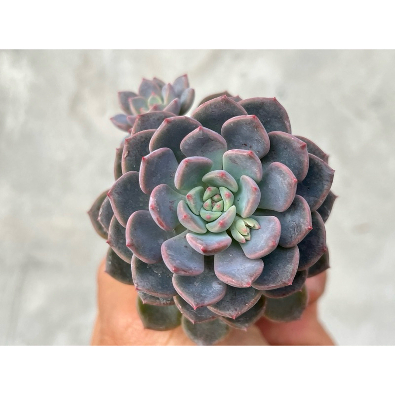Echeveria Pink Muppets กุหลาบหินไม้อวบน้ำขนาด 2 นิ้ว
