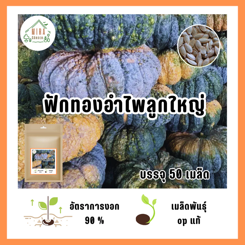 เมล็ดพันธุ์ฟักทองอำไพลูกใหญ่ 50 เมล็ด