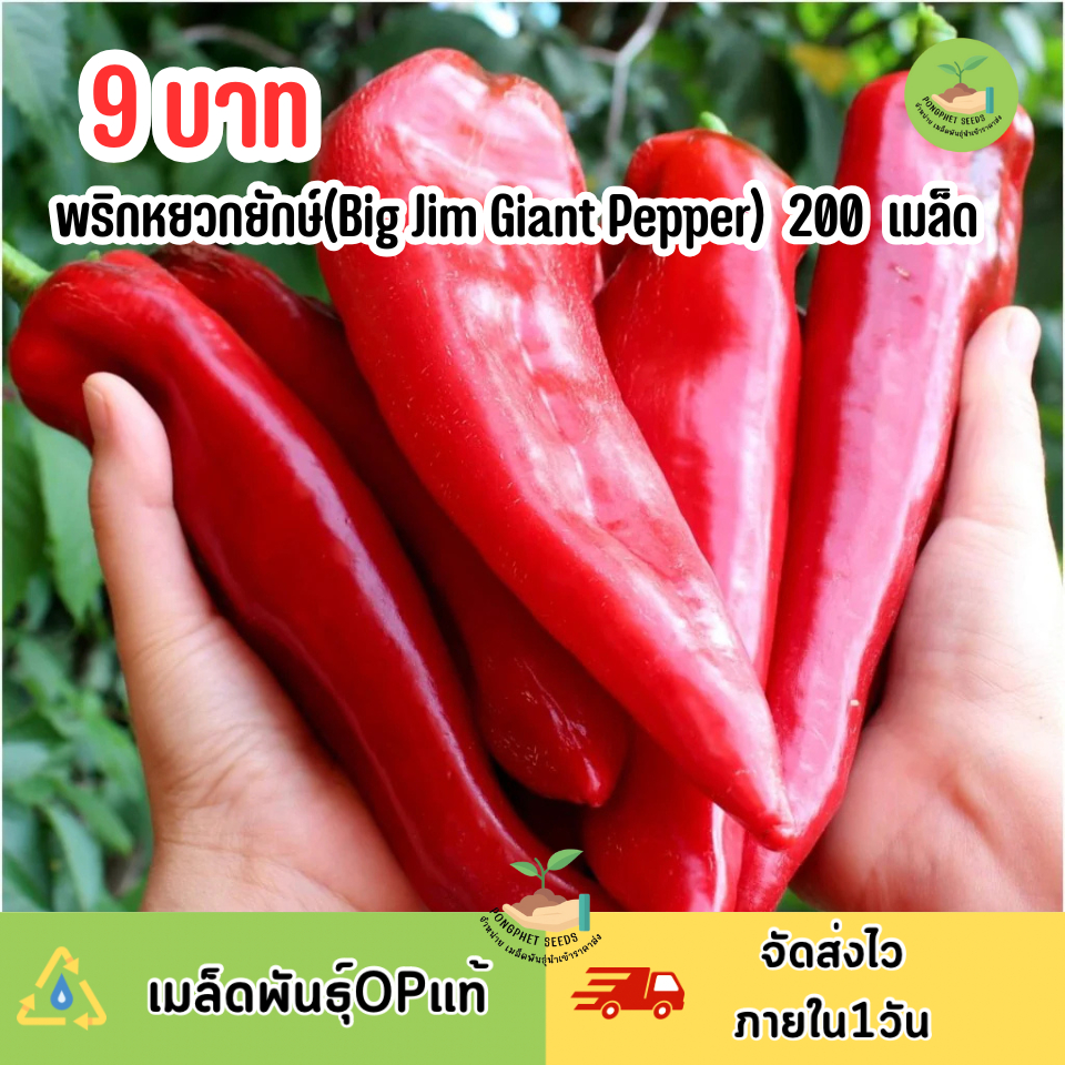 พิเศษ 9 บาท พริกหยวกยักษ์(Big Jim Giant Pepper) 200 เมล็ด