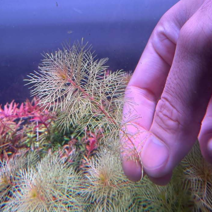 Myriophyllum Mattogrossense 'Golden' ขนนกทอง อร่าม