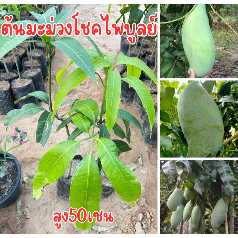 ต้นมะม่วงโชคไพบูลย์ ต้นเสียบยอด สูง50เซนครับ
