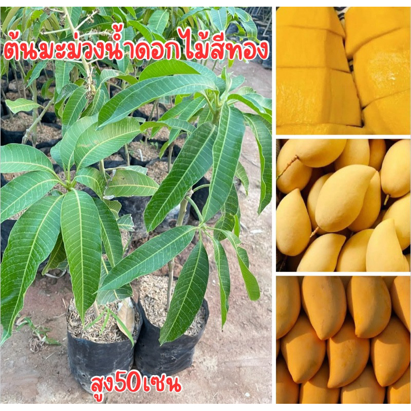 ต้นมะม่วงน้ำดอกไม้สีทอง เสียบยอด ปลูก1-2ปีติดผลครับ พร้อมปลูก