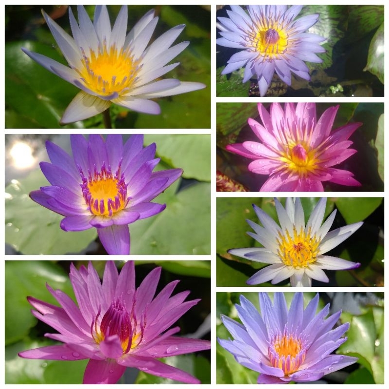 บัวผันบัวไทย 7 สี7ต้นล้างรากส่งราคา299บาท