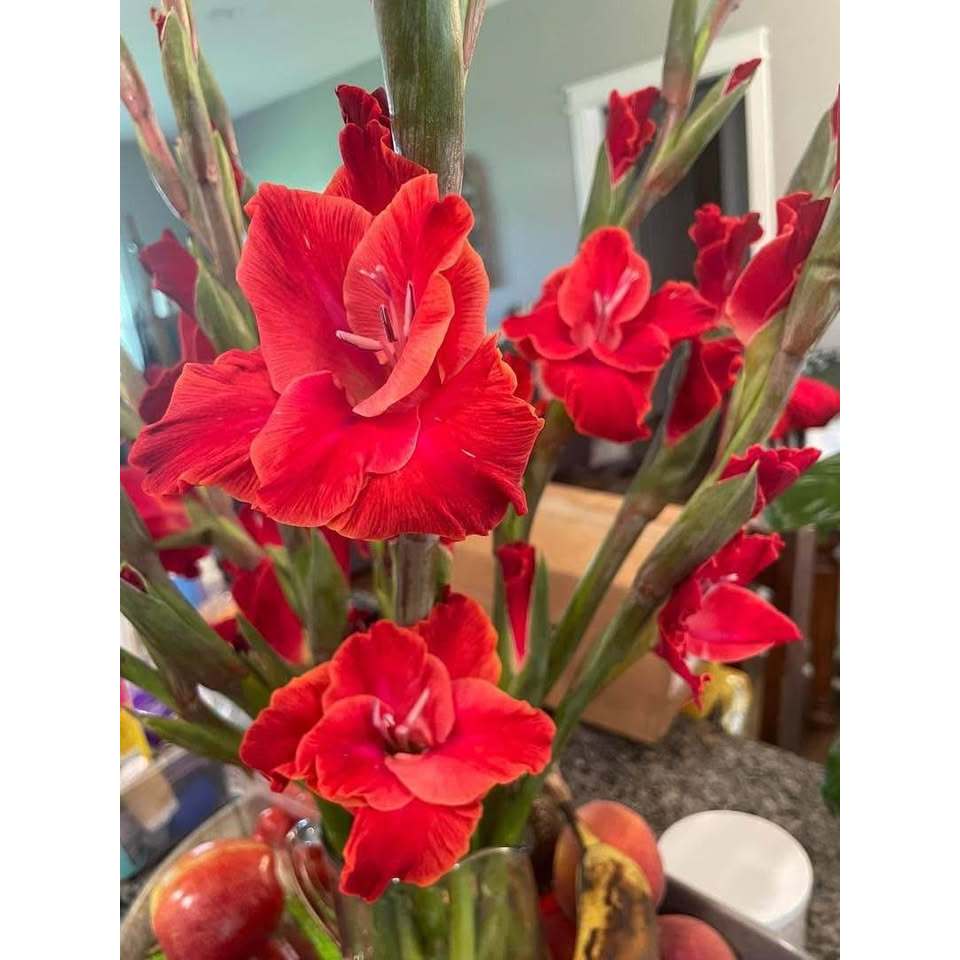 10 หัว แกลดิโอลัส Gladiolus ดอกซ่อนกลิ่นฝรั่ง คละสี เป็นดอกไม้แห่งคำมั่นสัญญา