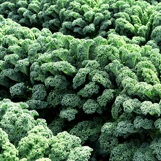 เมล็ดพันธุ์เคล วินเทอร์บอร์ Winterbor Kale F1 Seed 15 เมล็ด คุณภาพดี ของแท้ 100%