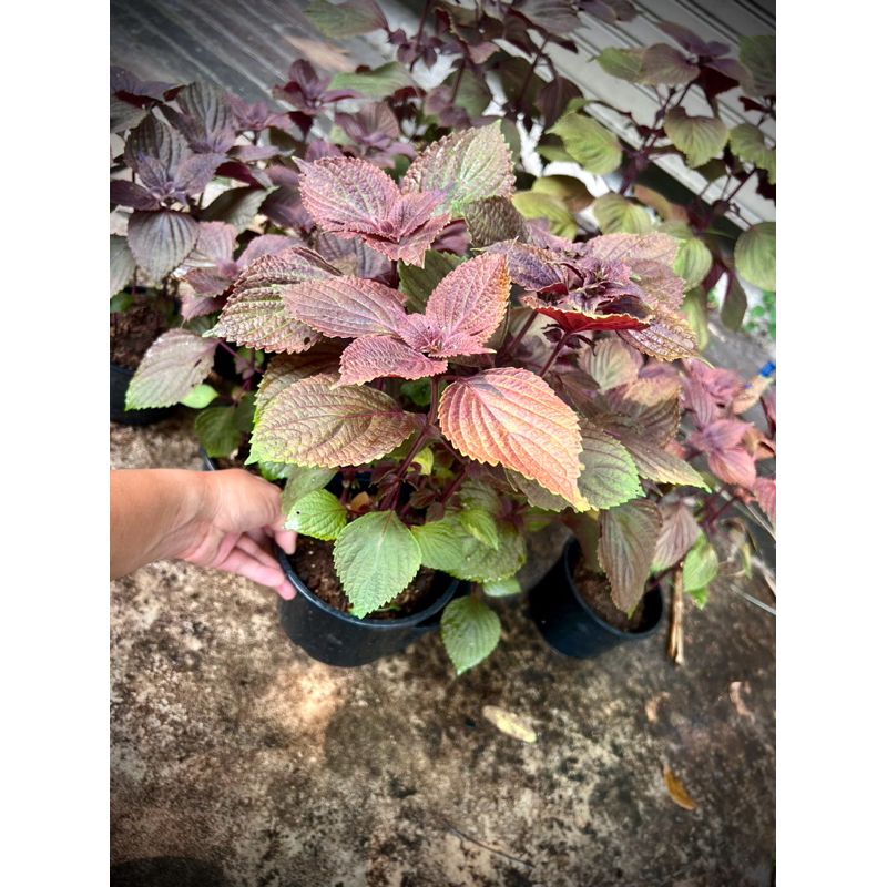 Korean Perilla / Red Shiso ต้น ใบงาเกาหลี ต้นใบชิโสะ ต้นโอบะ Oba Leaf