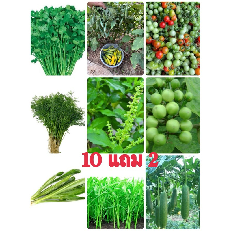 10 แถม 2 เมล็ดผักสวนครัว สั่งคละได้ รายการแถมแจ้งทางแชท ถ้าไม่แจ้งร้านสุ่มให้ค่ะ