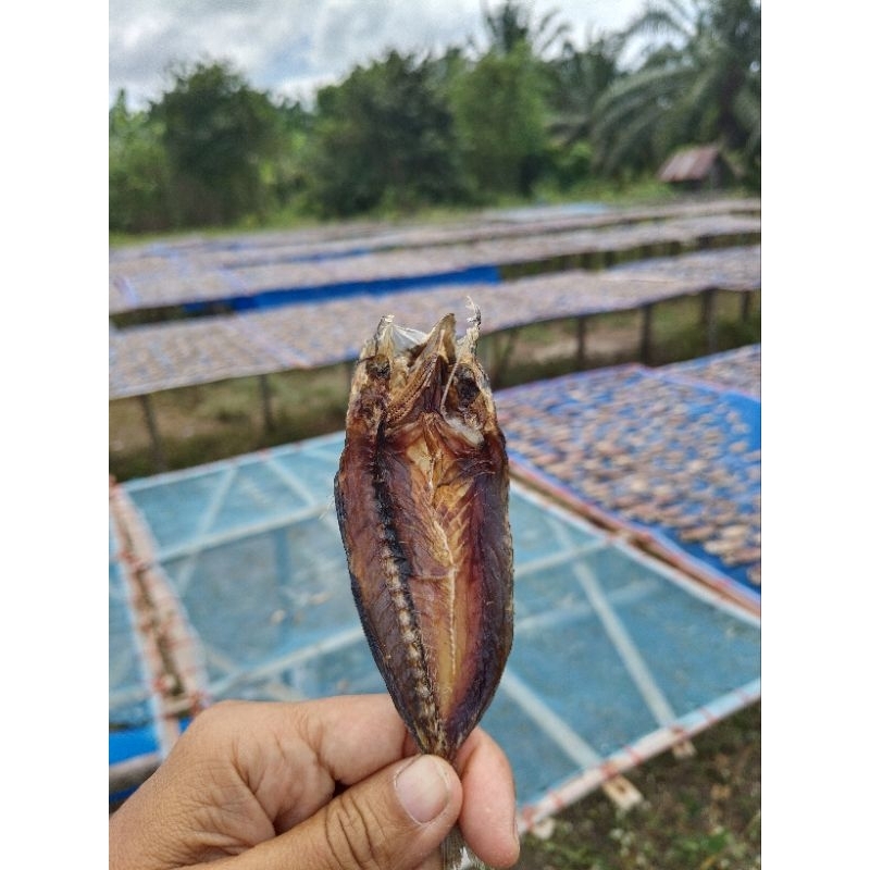 ปลาทูผ่า ตัวละ1บาท50 สตางค์ นำไปทอดย่าง กรอบอร่อยไม่เค็ม
