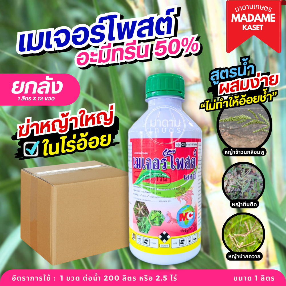 ยกลัง x12 ขวด**จำกัดออเดอร์ละ1ลัง** | เมเจอร์โพสต์ (อะมีทรีน 50%)สูตรน้ำผสมง่าย ไม่ทำให้อ้อยช้ำ กำจัดหญ้าในไร่อ้อย 1ลิตร