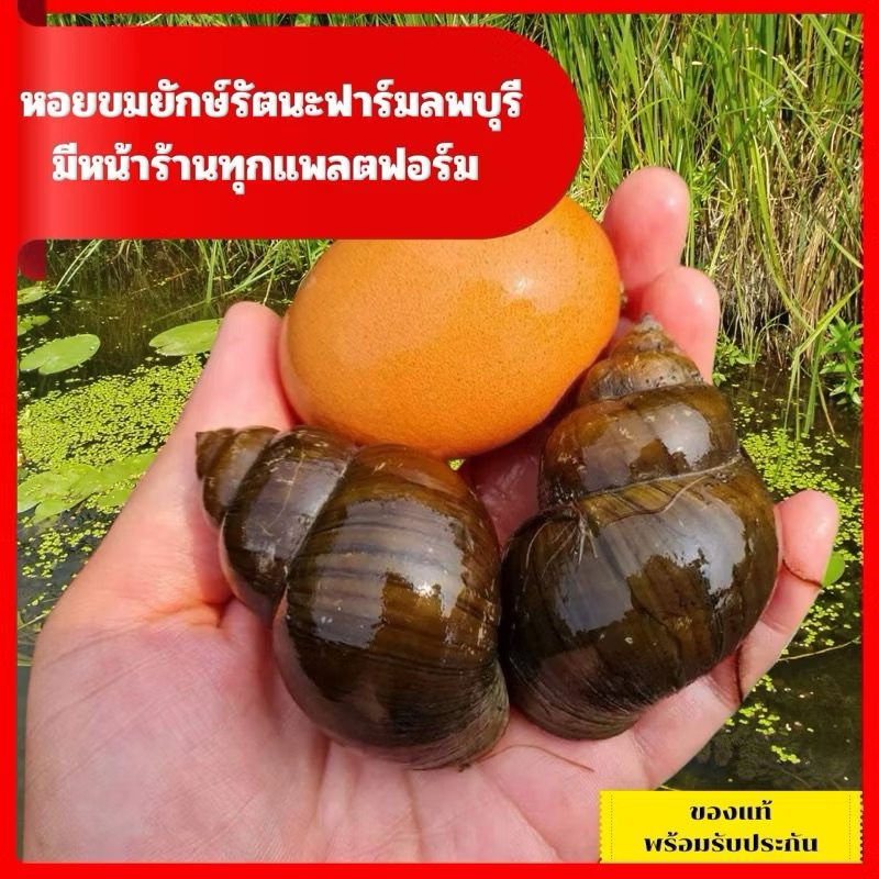 หอยขมยักษ์รัตนะ ลพบุรี ค่ะ