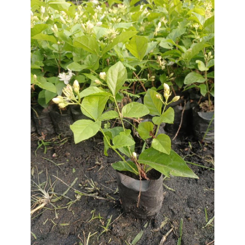 10 แถม 1 ต้นมะลิลา ร้อยมาลัย🌱🌼ขั้นต่ำ 10 ต้น พันธ์เพรชแท้ ดอกดก