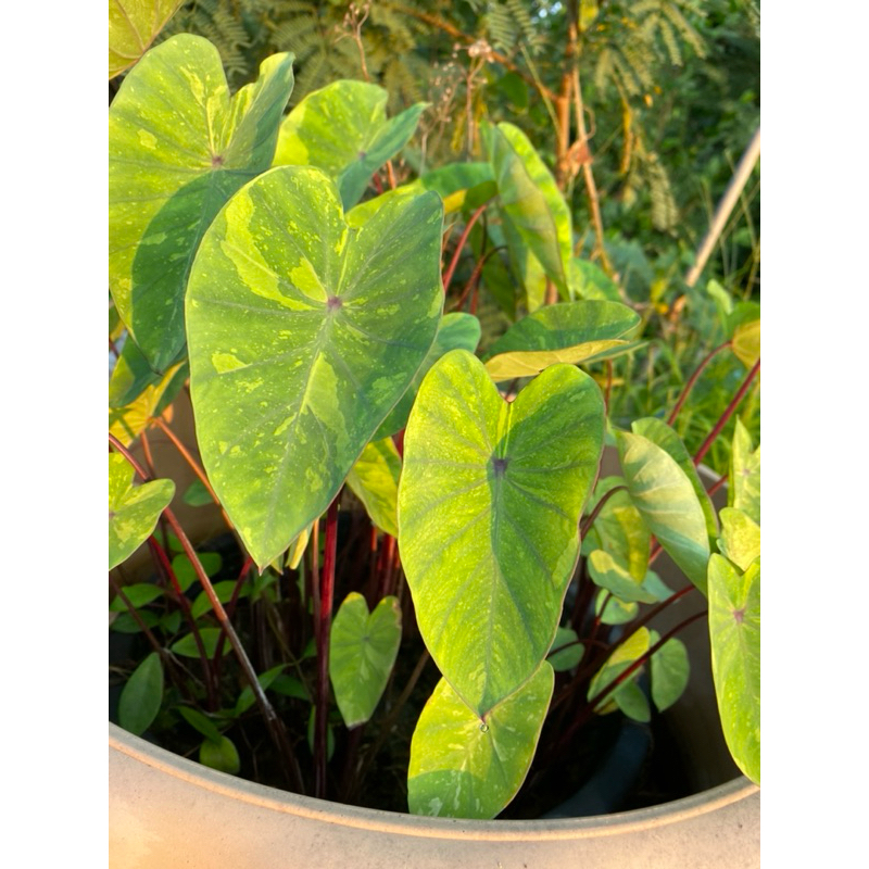 บอนเลม่อนไลม์ colocasia lemon lime จากแม่พันธ์คัดใบด่างสวย