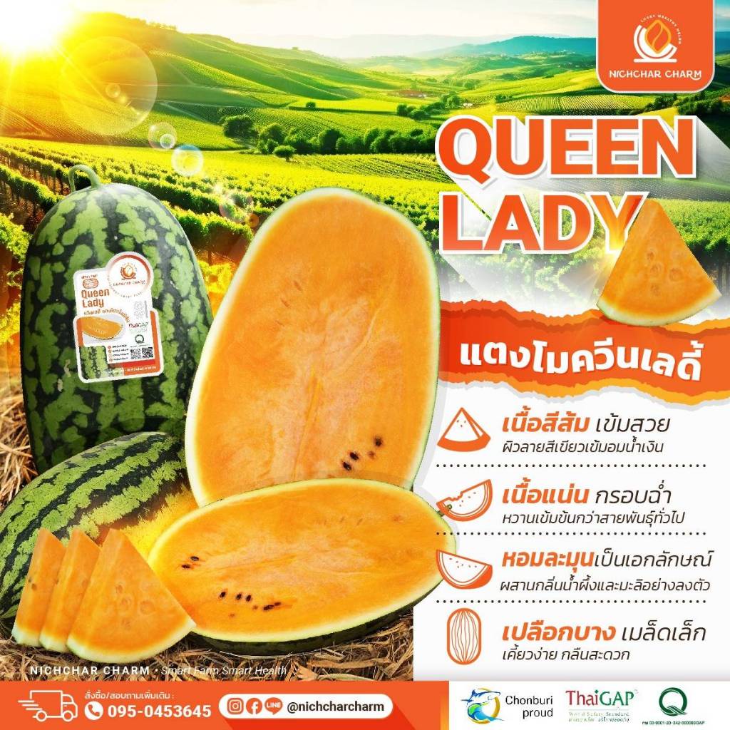 แตงโมควีนเลดี้ (Queenlady) เนื้อสีส้ม หวาน หอมเหมือนน้ำอ้อย ราคาต่อ 1 ลูก มีหลายไซส์ (มากสุด 4 ลูก/ออเดอร์)