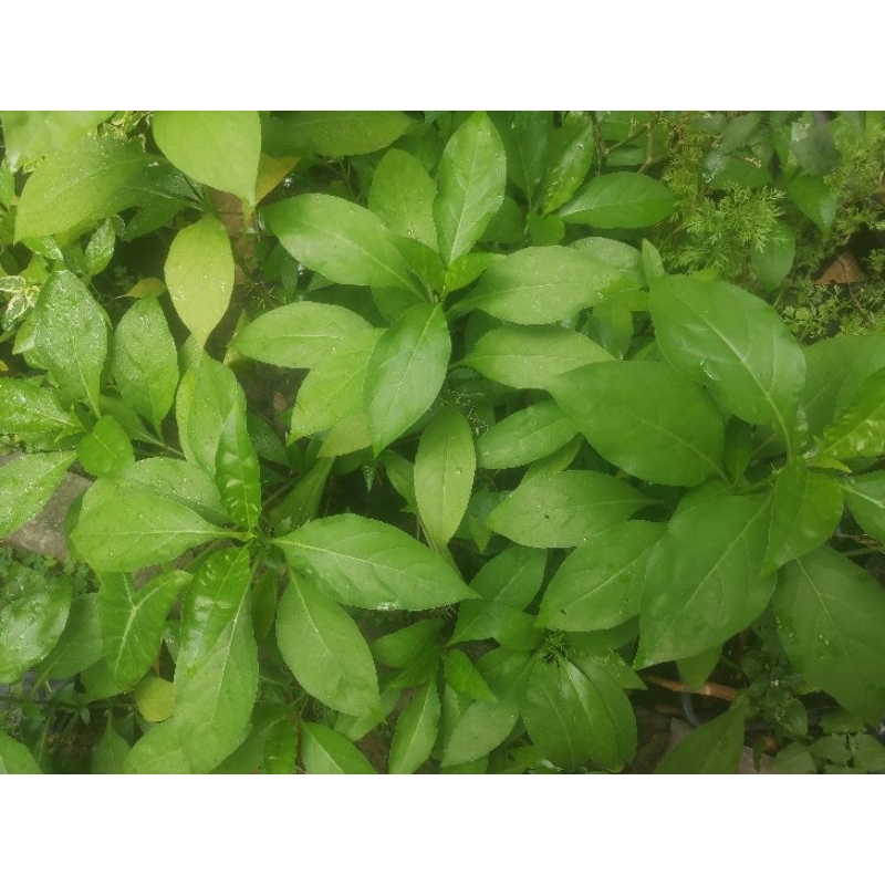 ต้นอังกาบหนู​ #เขี้ยวแก้ง #เขี้ยวเนื้อ #อังกาบ #มันไก่ #อังกาบหนู​