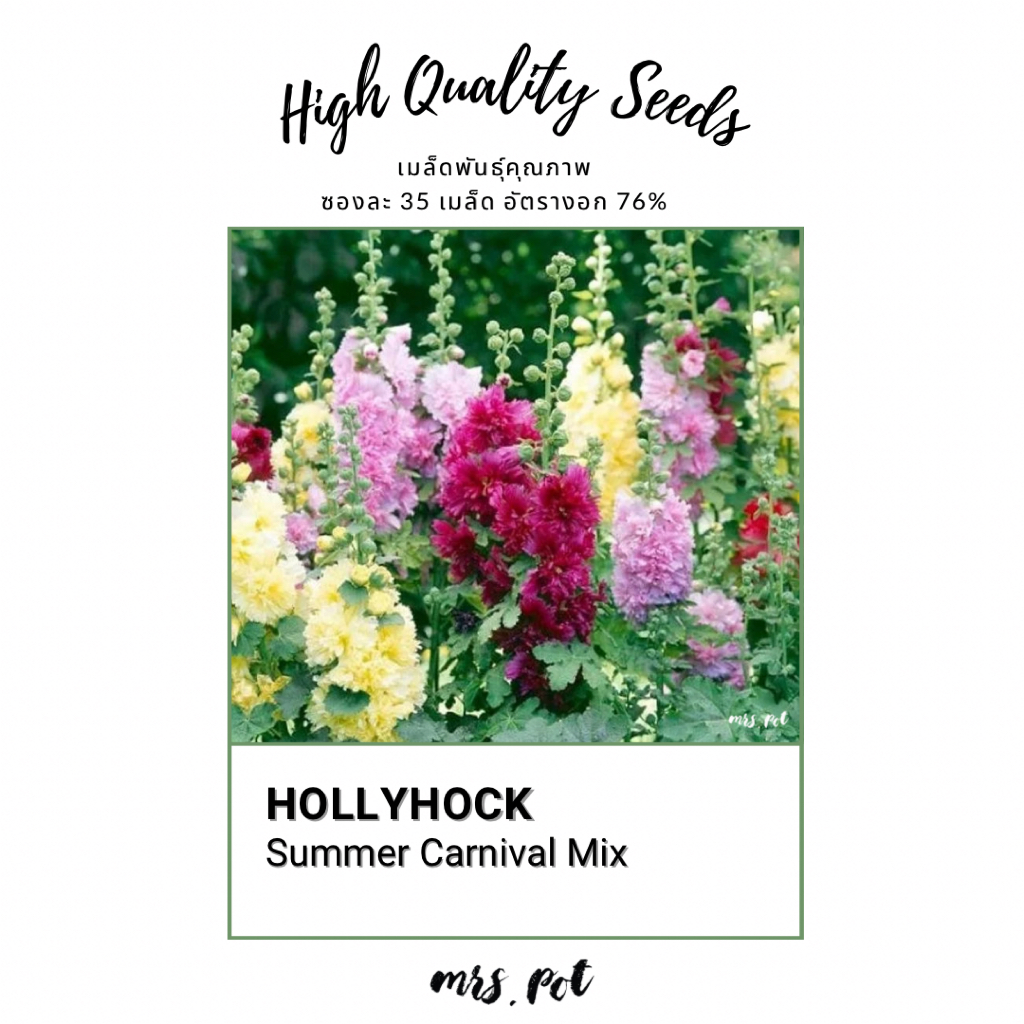 เมล็ดนำเข้า Hollyhock สายพันธุ์ Summer Carnival รหัส131