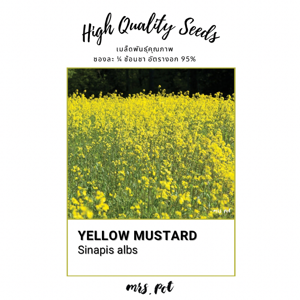 เมล็ดดอกไม้กินได้มัสตาร์ด Mustard รหัส052