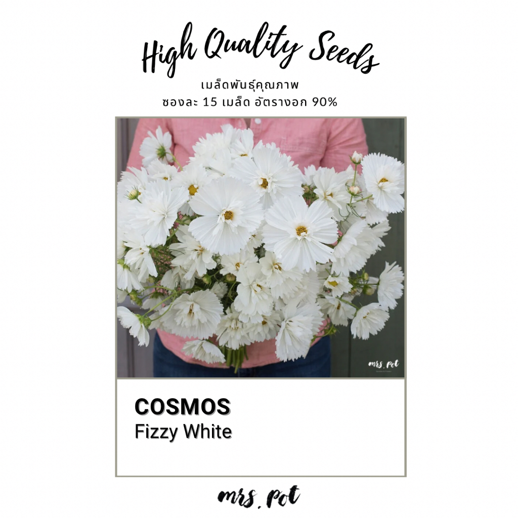 เมล็ดดอกไม้ทานได้ Cosmos สายพันธุ์ Fizzy White รหัส034