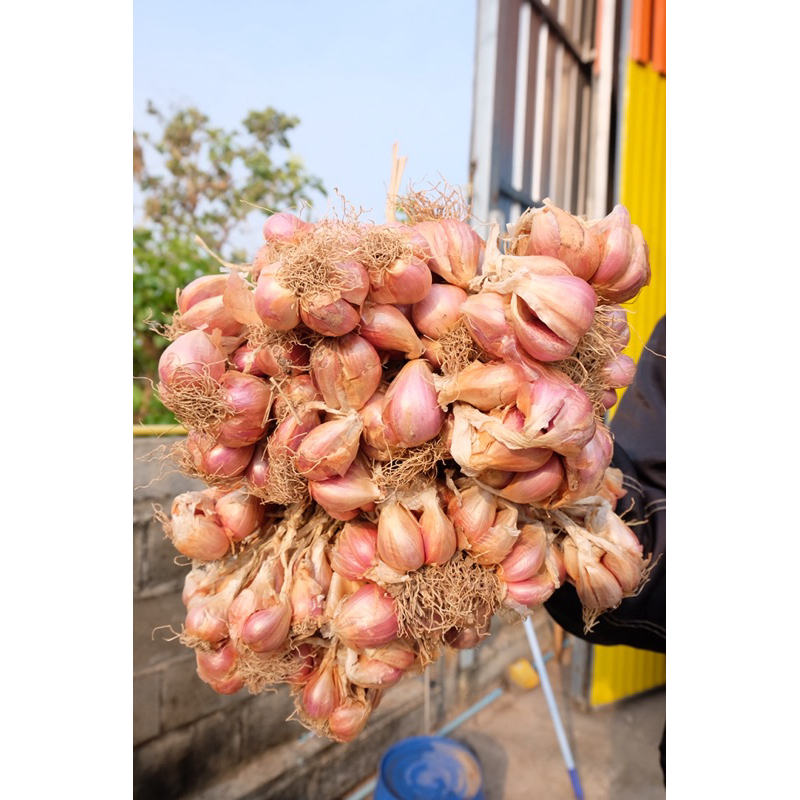 พันธุ์หอมแบ่ง 5 กิโลกรัม พร้อมปลูก